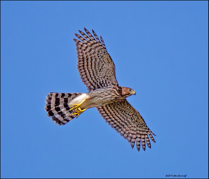_5SB4546 red-shouldered hawk.jpg